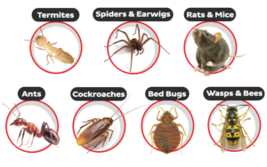 Pest Control in Essex: Keeping Your Home Safe and Healthy
